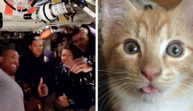 Cat Watching Artemis II Moon Mission Gets A Surprise Message From Astronauts