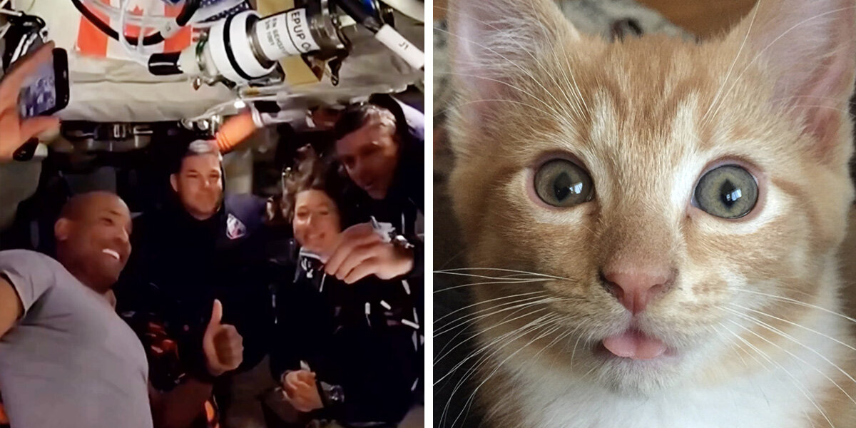 Cat Watching Artemis II Moon Mission Gets A Surprise Message From Astronauts