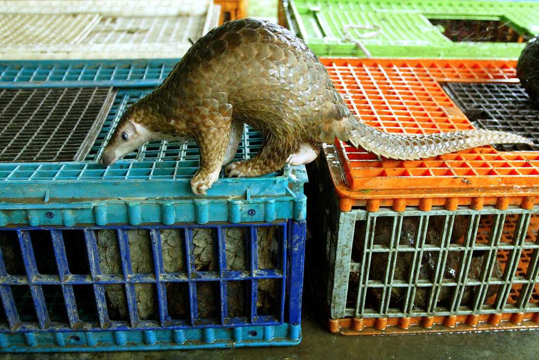 A Malayan pangolin is seen out of its cage after being confiscated by the Department of Wildlife and Natural Parks in Kuala Lumpur, 08 August 2002. Malaysian wildlife authorities said they seized 46 pangolins and arrested two men believed to be part of an international smuggling ring trafficking endangered animals to restaurants in China. The pangolins are a fully protected species and could fetch a price of 70 ringgit (18.5 USD) per kilo in the illegal market, with each animal weighing more than 12 kilos (26 lbs).