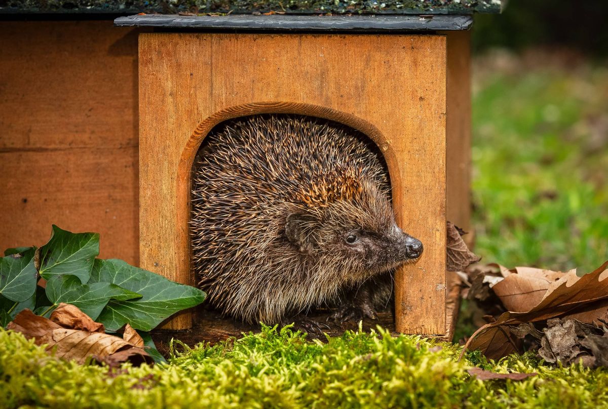 Hedgehog, Scientific name: Erinaceus europaeus. Close up of a wild, adult European hedgehog in Springtime, emerging from his house at dusk, after hibe