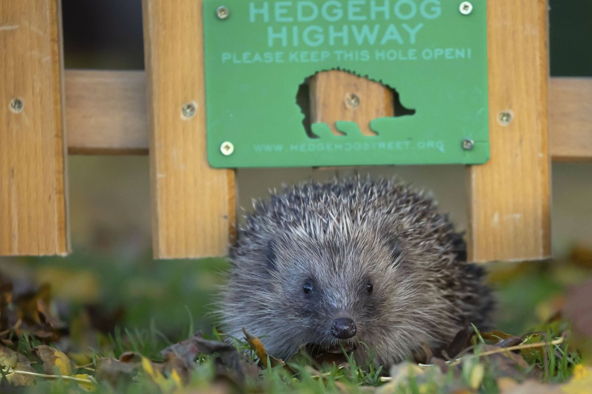 European hedgehog (Erinaceus europaeus) adult animal walking through a hole in a garden fence with a Hedgehog highway sign, England, United Kingdom, E