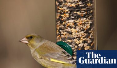 Take down bird feeders this summer to cut spread of avian disease, says RSPB | Birds