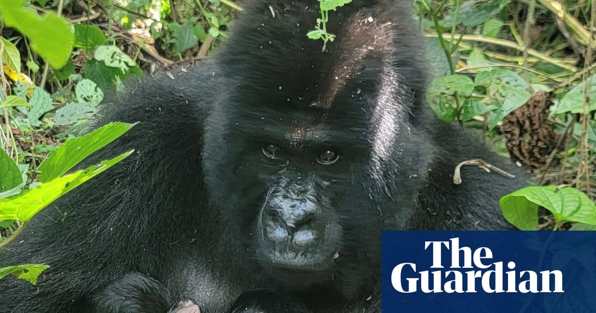 A rare sign of hope as mountain gorillas welcome two sets of twins in Africa | Environment