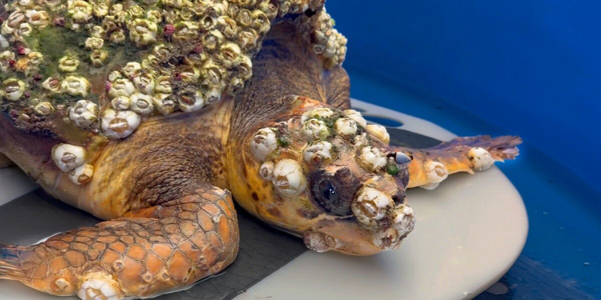 Rescuers Scrape Heavy Barnacles From Sick Sea Turtle — Then Watch Her Finally Swim Free