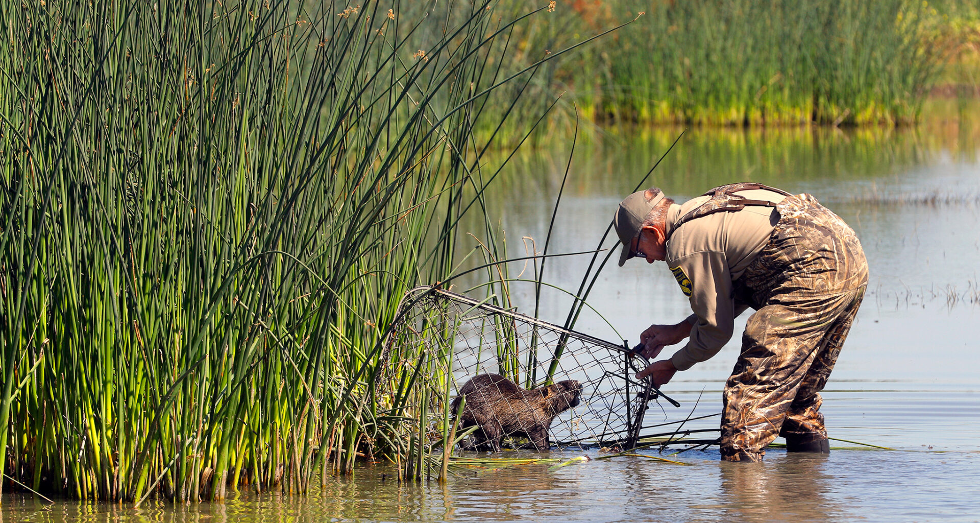 Someone may have maliciously caused a huge rodent invasion in Calif.