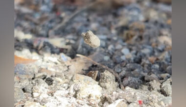 Tiny ‘Floating’ Rocks Keep Surprising People — And A Spider Is Behind Them