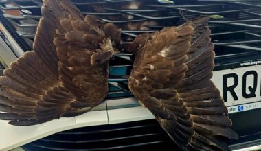 Driver Spots Wings Sticking Out Of Car — Then Finds Hawk Trapped Alive Inside