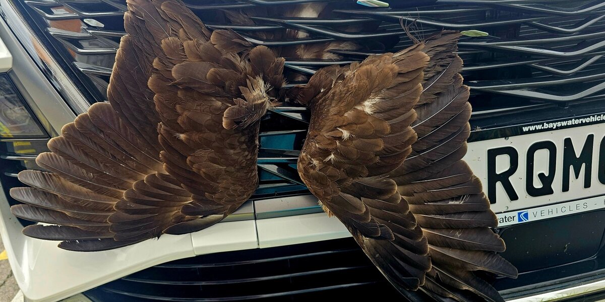 Driver Spots Wings Sticking Out Of Car — Then Finds Hawk Trapped Alive Inside