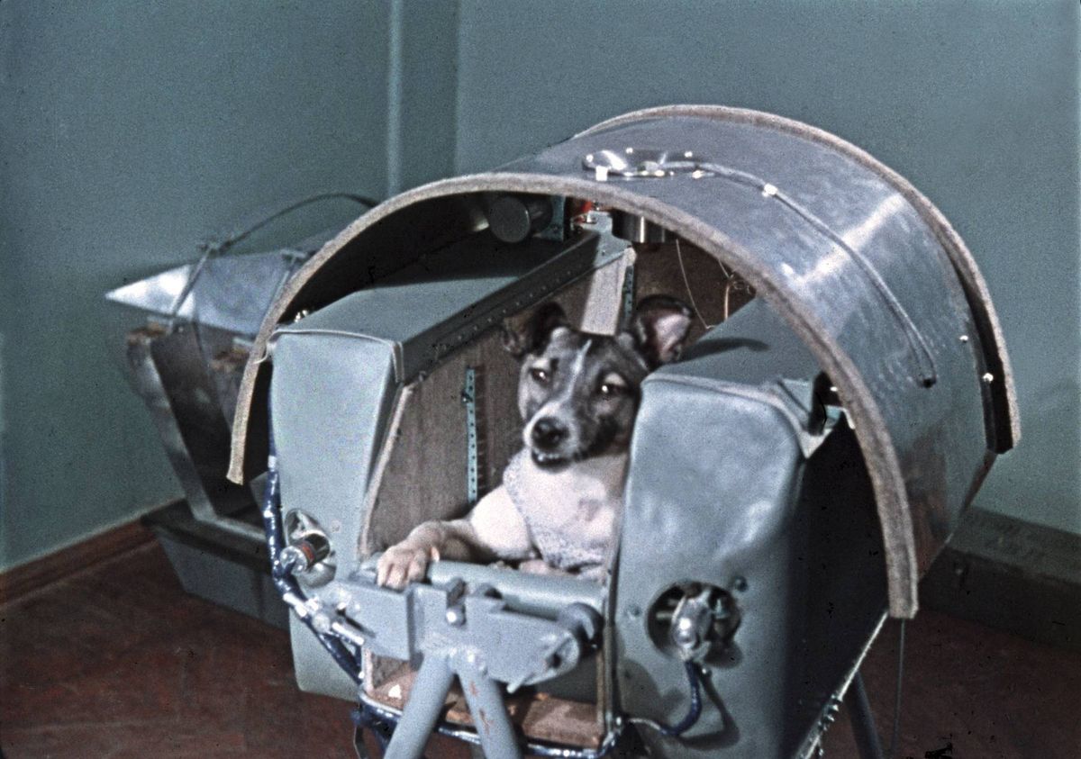 Laika, the first dog in space
