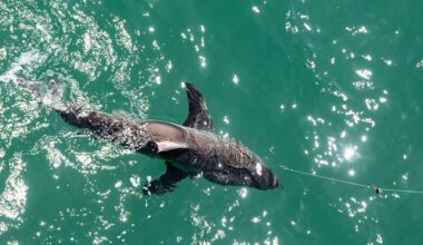 Anglers hook 20-plus great white sharks (illegally?) off SoCal pier