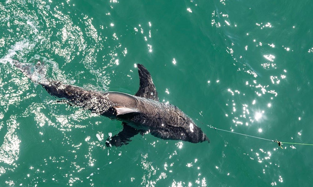 Anglers hook 20-plus great white sharks (illegally?) off SoCal pier