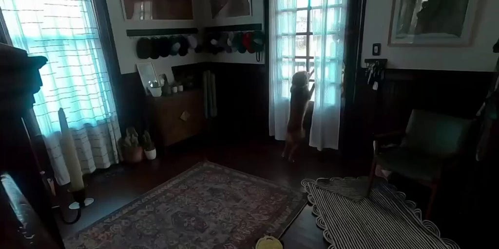 Artemis II astronaut Christina Koch reunites with dog post-splashdown - Fox News