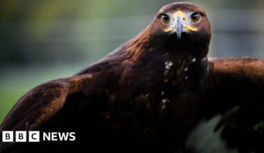 Consultation 'vital' before golden eagles return to England - BBC