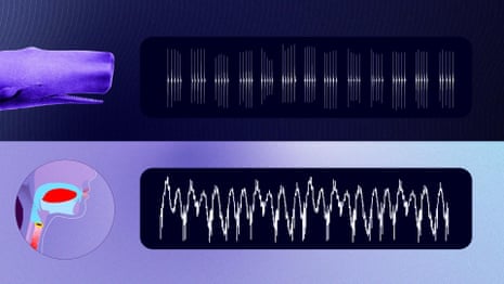 How sperm whale communication is similar to human language – video 