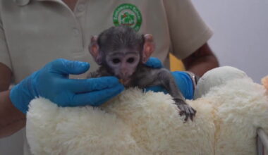 Video Player Placeholder