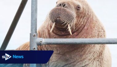Walrus spotted on Orkney pier for the first time in almost a decade