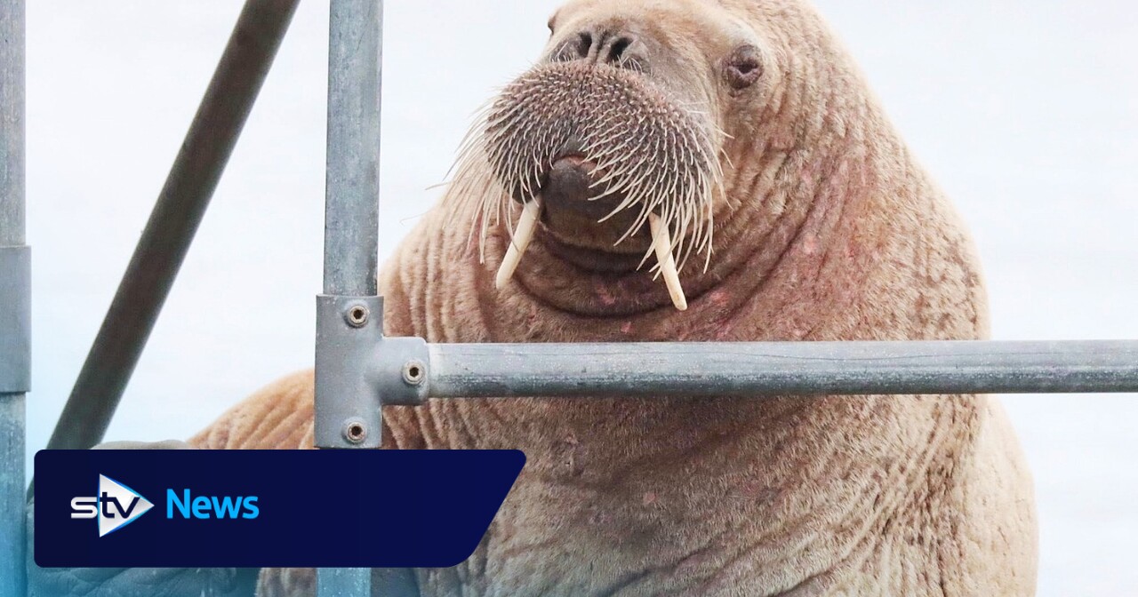 Walrus spotted on Orkney pier for the first time in almost a decade