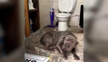Employee Goes To Use Landfill Bathroom And Finds Shivering Shar-Pei Hiding Inside