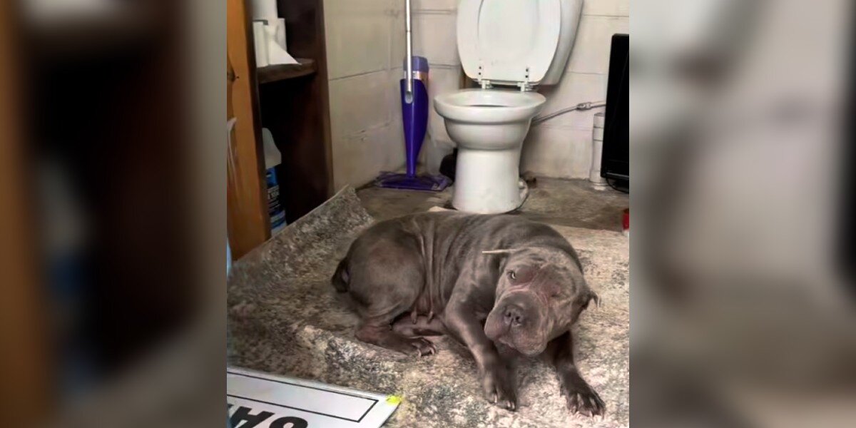 Employee Goes To Use Landfill Bathroom And Finds Shivering Shar-Pei Hiding Inside