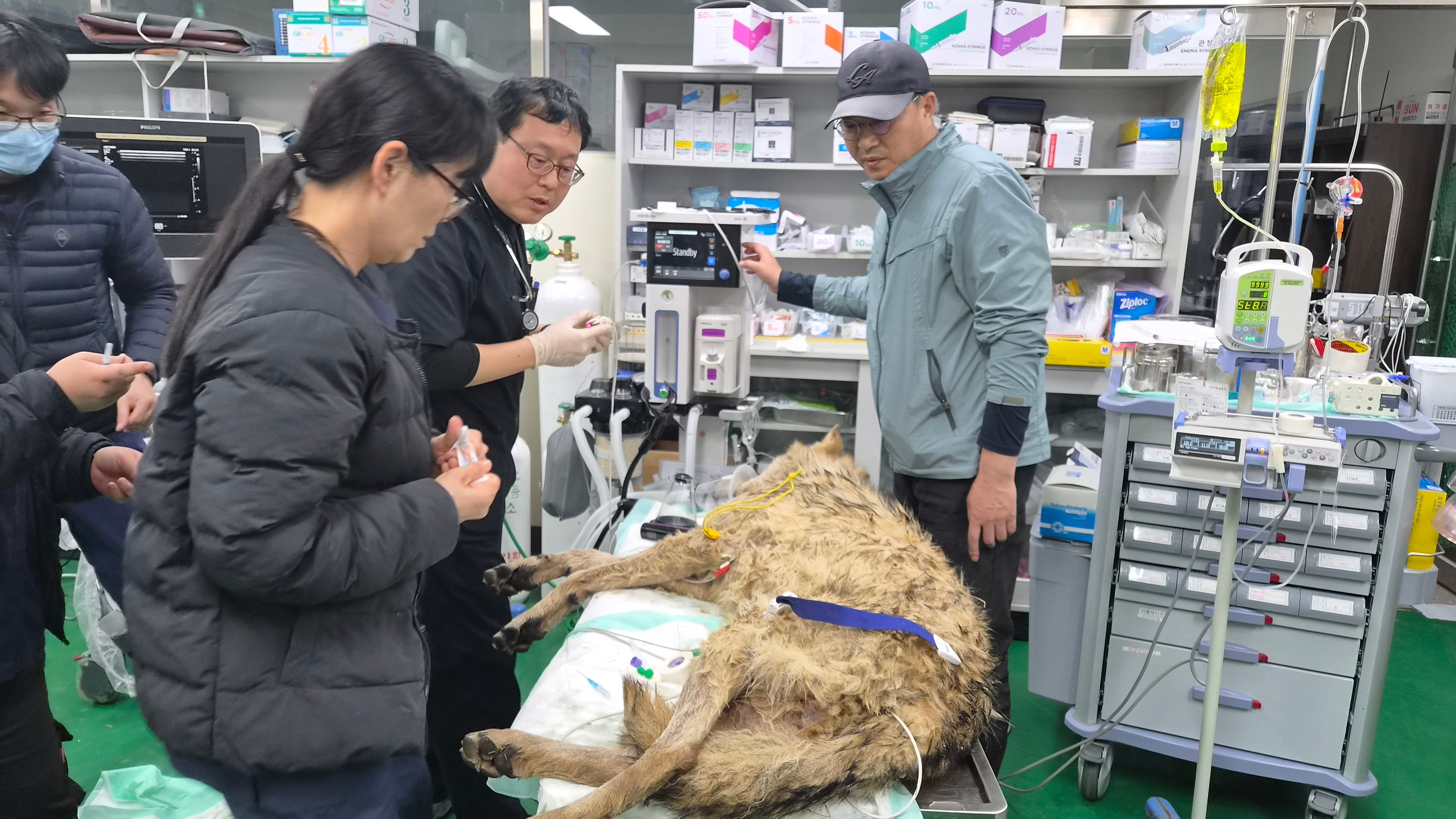 Veterinary checks confirmed that Neukgu’s pulse and body temperature were within normal ranges