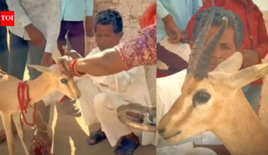 Bikaner family’s tearful goodbye to deer they raised for 18 months leaves internet emotional: Parenting lesson on love and letting go |