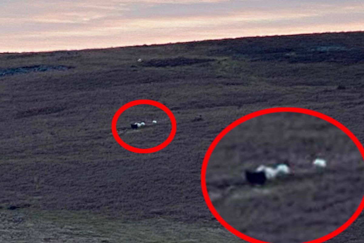 The powerful black animal was said to have pinned a sheep to the ground by its neck