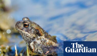 Fears more than 1,000 toads may have died after Welsh water firm drains reservoir | Wildlife
