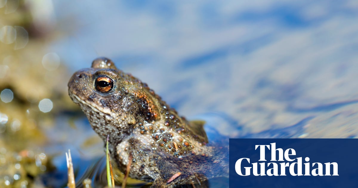 Fears more than 1,000 toads may have died after Welsh water firm drains reservoir | Wildlife