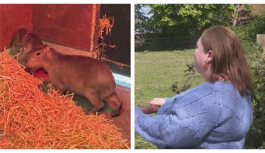 New sighting reported of missing capybara who escaped from Hampshire zoo