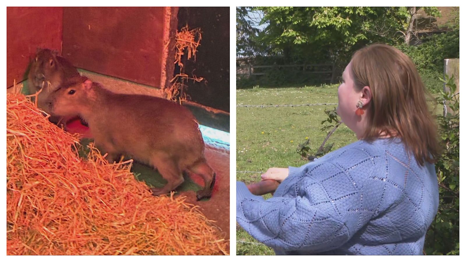 New sighting reported of missing capybara who escaped from Hampshire zoo