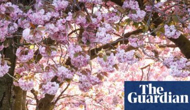 Pollen season in UK and mainland Europe extended by climate breakdown | Climate crisis