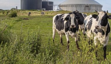 Sorry, but we can’t just recycle our slurry problem away – The Irish News