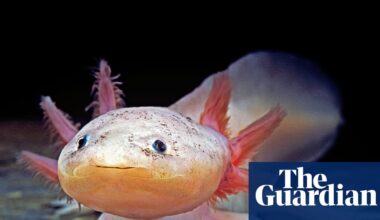 Dippy the injured axolotl rescued from Welsh river | Wales