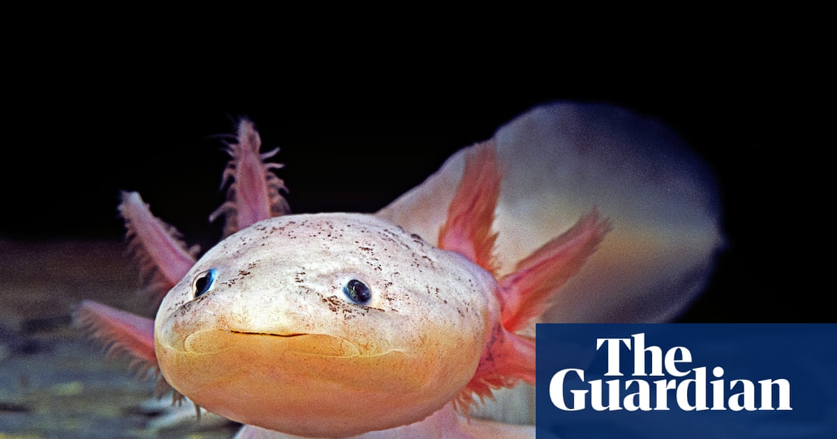 Dippy the injured axolotl rescued from Welsh river | Wales