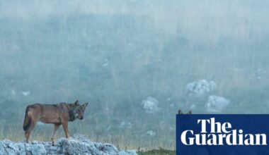 Eighteen wolves found dead in Italian national park in suspected poisoning | Italy