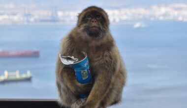 Monkeys eating soil to soothe stomachs after consuming too much junk food