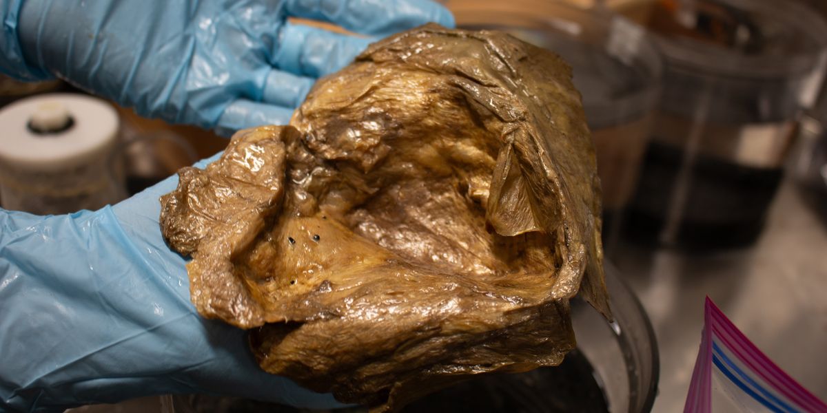 Scientists solve 'golden egg' mystery three years after sparking alien fears