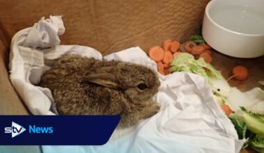Three bunnies 'doing well' after being found running around North Sea rig
