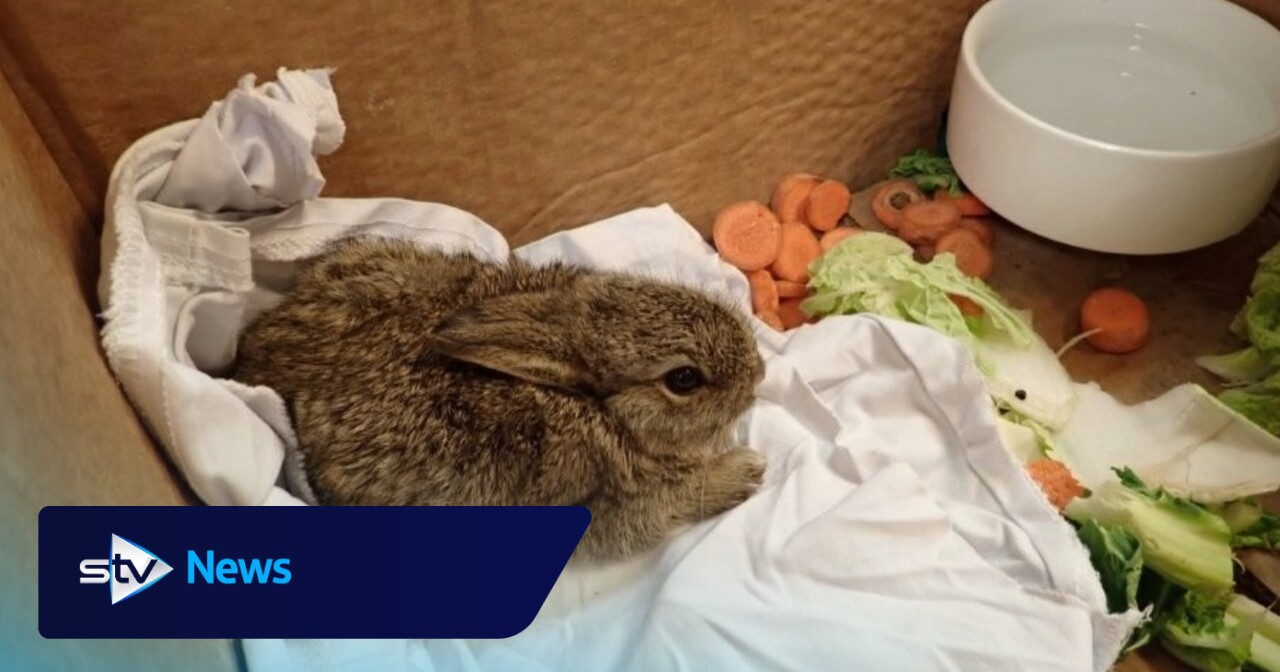 Three bunnies 'doing well' after being found running around North Sea rig