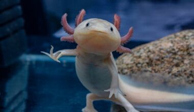 Girl, 10, finds one of world’s rarest amphibians under bridge in Wales