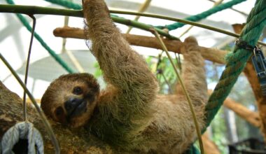 31 sloths die in warehouse en route to Orlando exhibit, officials say