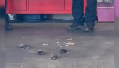 Mechanics Lift Car For Repairs, And 5 Wild Babies Fall Out Of The Engine