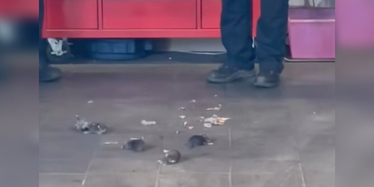 Mechanics Lift Car For Repairs, And 5 Wild Babies Fall Out Of The Engine