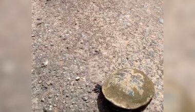 Driver Pulls Over When He Spots ‘Rock’ On Busy Road — Then He Sees A Leg Pop Out