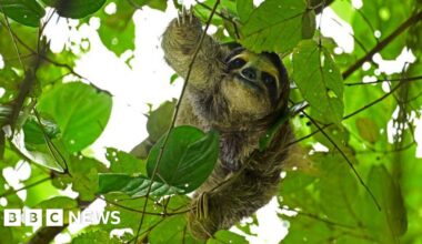 Thirty-one sloths die in Florida before opening of attraction - BBC