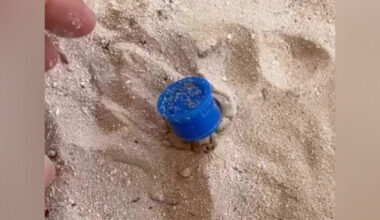 Kitesurfer Spots A Bottle Cap Crawling Through The Sand — Then Realizes Who's Inside