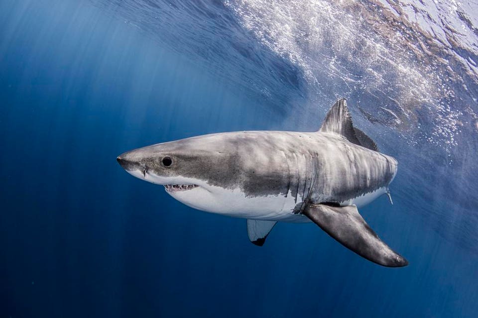 Mexico, Guadalupe Island, Great white shark in sea