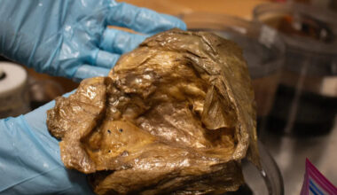 Scientists Say They’ve Figured Out What That Golden Orb Found at the Bottom of the Pacific Ocean Actually Was