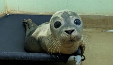 RSPCA names seal Daisy May Cooper after rescuing her from Pevensey