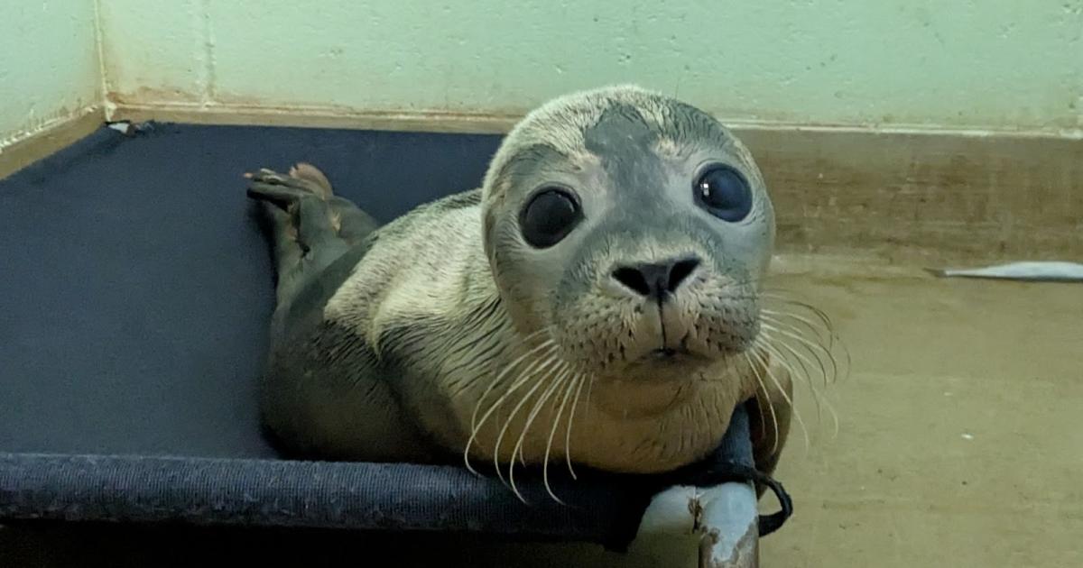 RSPCA names seal Daisy May Cooper after rescuing her from Pevensey